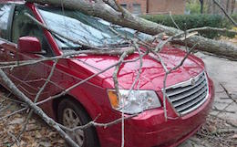 wrong way to cut down a tree